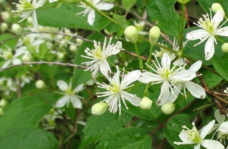 Woodbine - Clematis virginiana