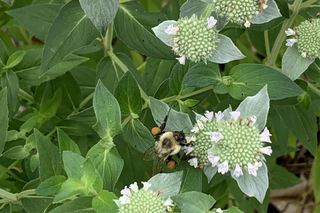 Clustered Mountain Mint - Pycnanthemum muticum