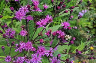 Common Ironweed - Vernonia fasciculata