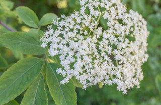 Common Elderberry - Sambucus canadensis