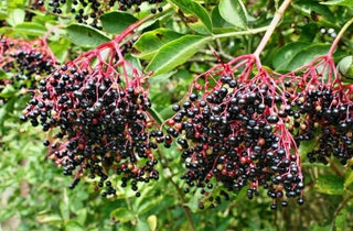 Common Elderberry - Sambucus canadensis