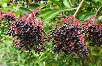 Common Elderberry - Sambucus canadensis