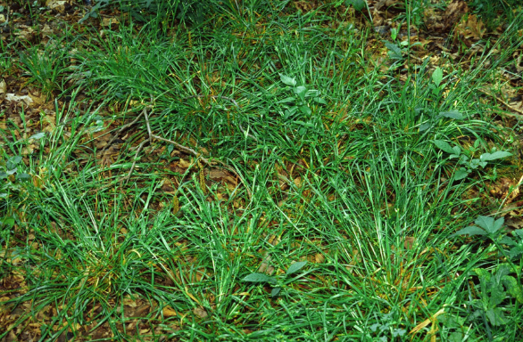 Common Wood Sedge - Carex blanda