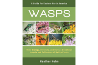 ~ Wasps SHIPS FREE