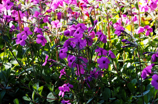 Creeping Phlox - Phlox stolonifera