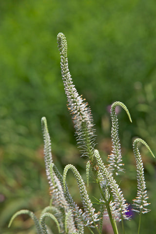 Culver's Root - Veronicastrum virginicum