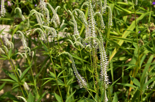 Culver's Root - Veronicastrum virginicum