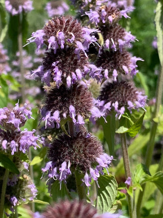 Downy Woodmint - Blephilia ciliata