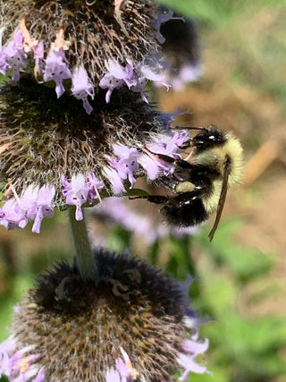 Downy Woodmint - Blephilia ciliata