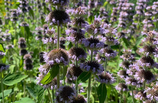 Downy Woodmint - Blephilia ciliata