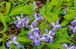 Dwarf Crested Iris - Iris cristata