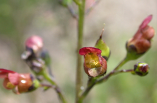 Early Figwort - Scrophularia lanceolata