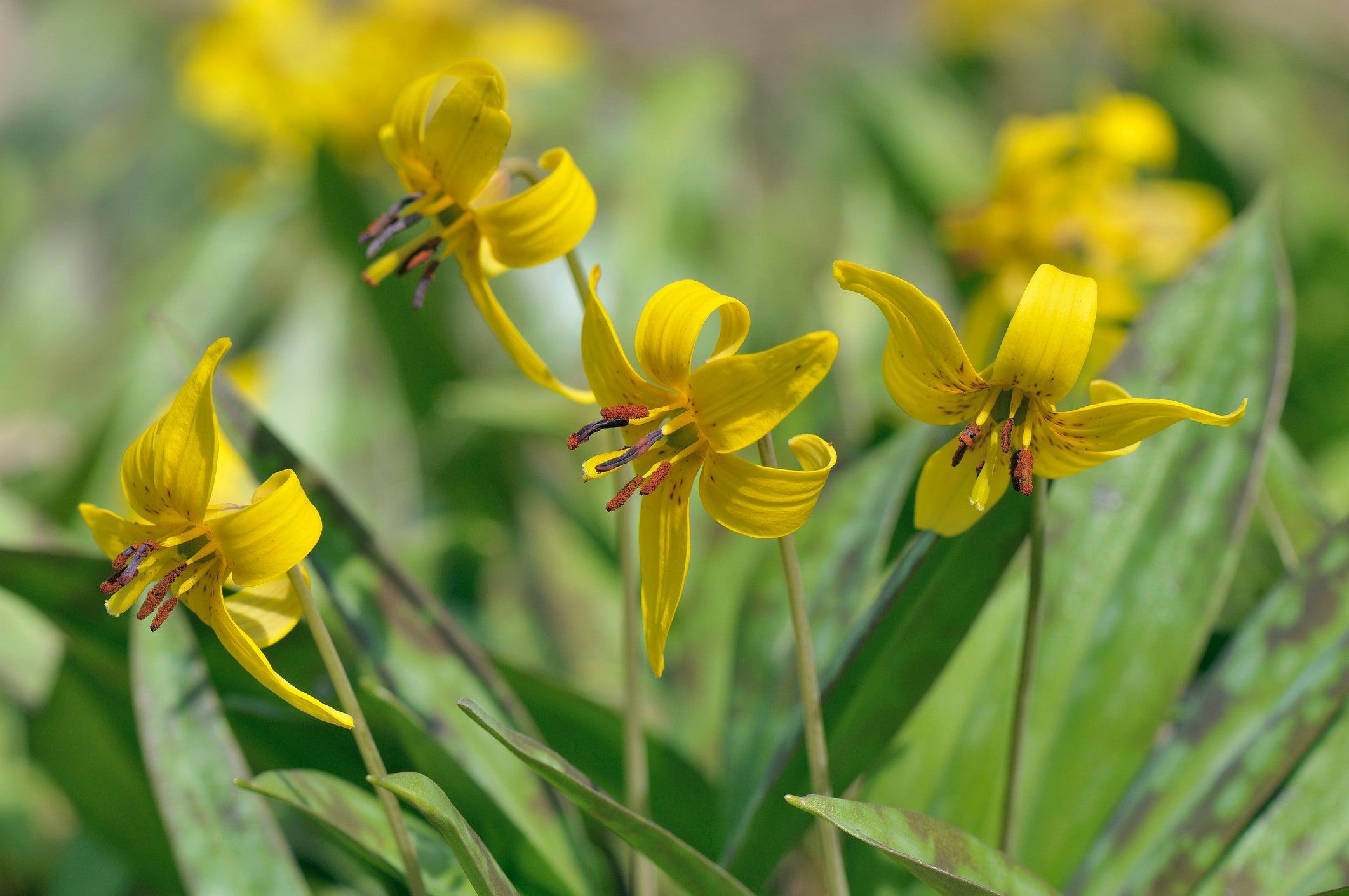 trout lily flower Yellow Trout Lily
