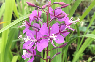Fireweed - Chamaenerion angustifolium