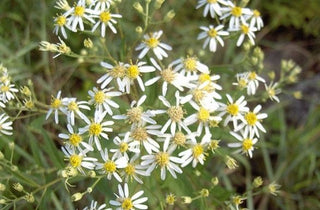 Flat Topped White Aster - Doellingeria umbellata