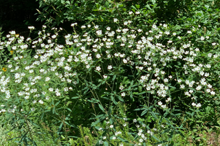 Flowering Spurge - Euphorbia corollata