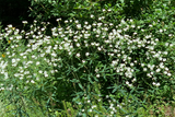 Flowering Spurge - Euphorbia corollata