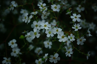 Flowering Spurge - Euphorbia corollata