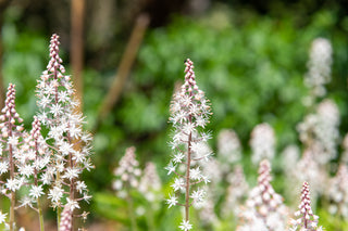 Foam Flower - Tiarella cordifolia