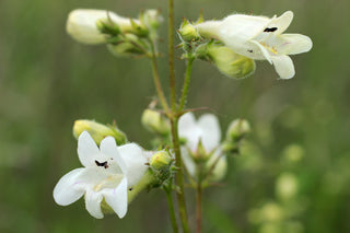 Foxglove Beardtongue - Penstemon digitalis