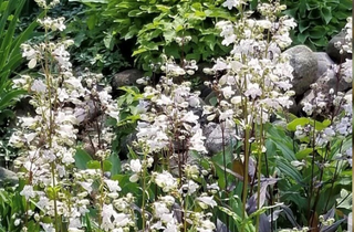 Foxglove Beardtongue - Penstemon digitalis