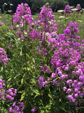 Garden Phlox - Phlox paniculata