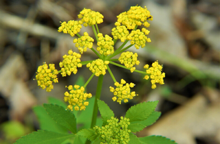 Golden Alexanders - Zizia aurea