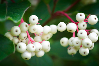 Gray Dogwood - Cornus racemosa