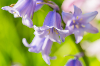 Harebell - Campanula rotundifolia