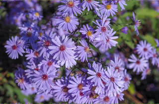Heart-leaved Aster - Symphyotrichum cordifolium