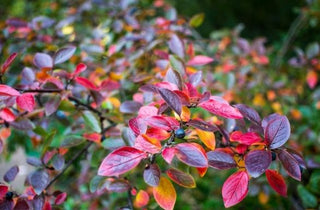 Highbush Blueberry - Vaccinium corymbosum
