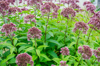 Hollow Joe Pye Weed - Eutrochium fistulosum