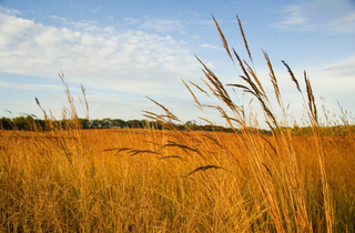 Indian Grass - Sorghastrum nutans