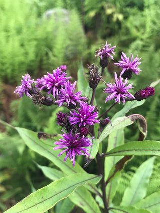 Common Ironweed - Vernonia fasciculata