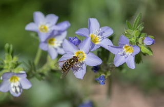 Jacob's Ladder - Polemonium reptans