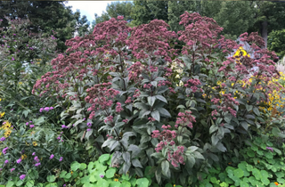 Joe Pye Weed - Eutrochium maculatum