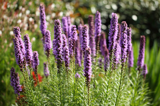 Dense Blazing Star - Liatris spicata