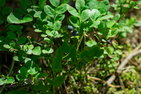 Lowbush Blueberry - Vaccinium Angustifolium