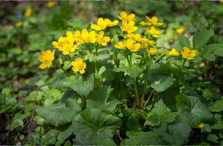 Marsh Marigold - Caltha palustris