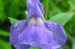 Monkey Flower - Mimulus ringens