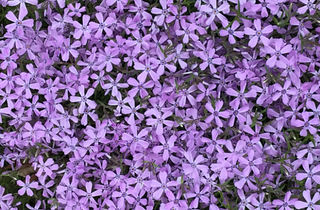 Moss Phlox - Phlox subulata