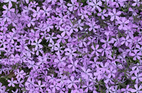 Moss Phlox - Phlox subulata