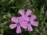 Moss Phlox - Phlox subulata