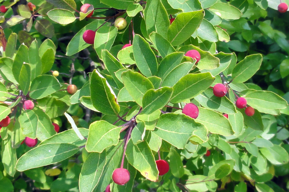 Mountain Holly - Ilex mucronatus