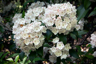 Mountain Laurel - Kalmia latifolia