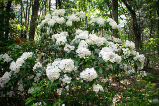 Mountain Laurel - Kalmia latifolia