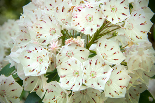 Mountain Laurel - Kalmia latifolia