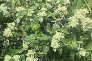 Mountain Mint - Pycnanthemum virginianum