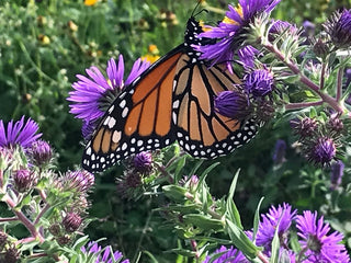 New England Aster - Symphyotrichum novae-angliae