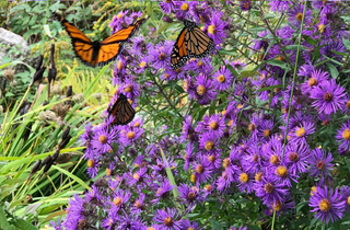 New England Aster - Symphyotrichum novae-angliae